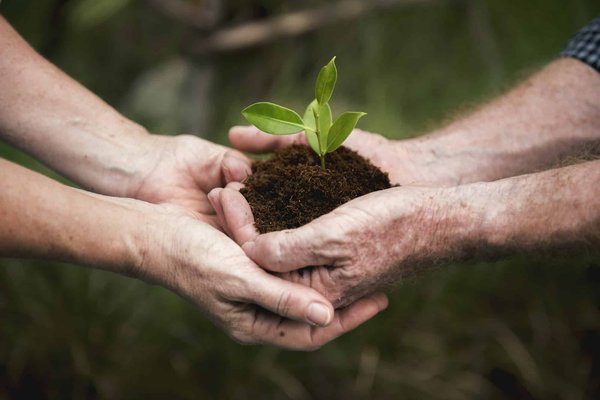 Quelles sont les meilleures méthodes pour conserver des herbes aromatiques fraîches ?